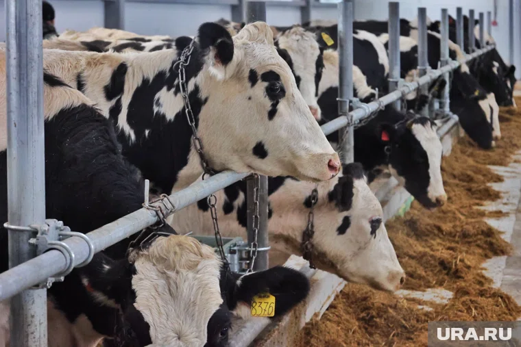 Сельхозпредприятия будут получать по 4 рубля на литр молока в дополнение к существующей ставке