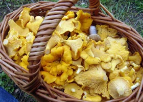 Пермяки продолжают собирать грибы в конце октября