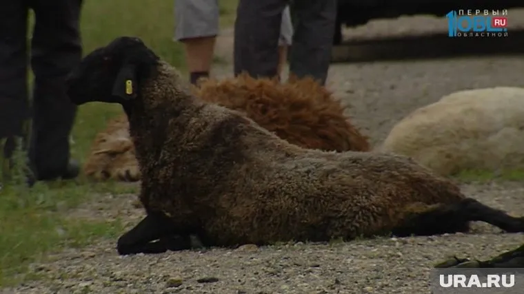 Раненых овец пришлось прирезать, рассказал фермер