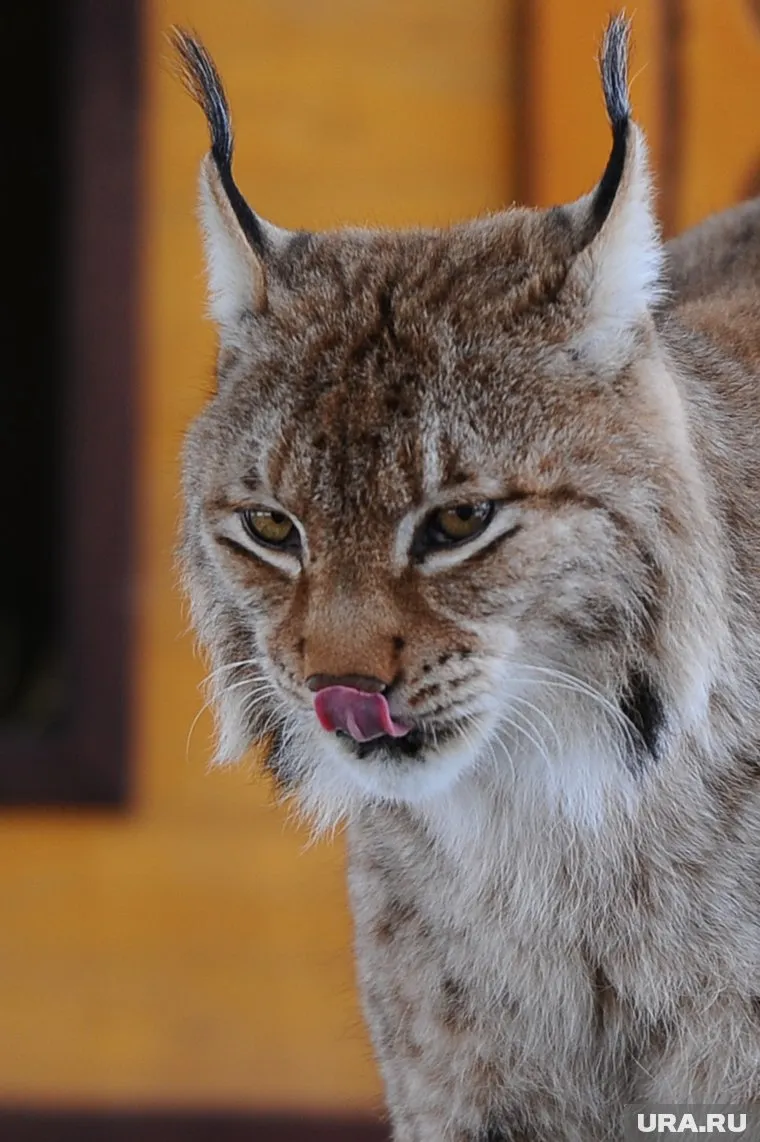 Хищница пожаловала к людям в поисках еды
