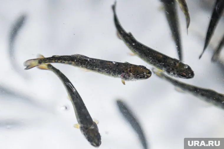 Комбинат имеет отлаженные каналы поставки сырья