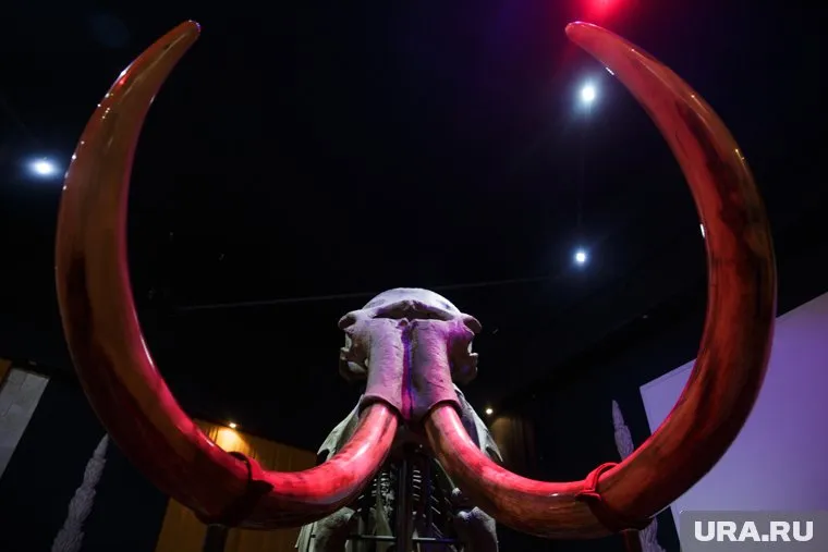 Как пахнет древний слон узнаете в Музее пермских древностей