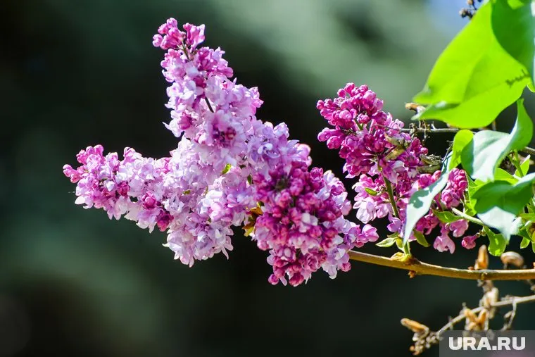 Почки на сирени в Челябинской области начали набухать раньше срока (архивное фото)  
