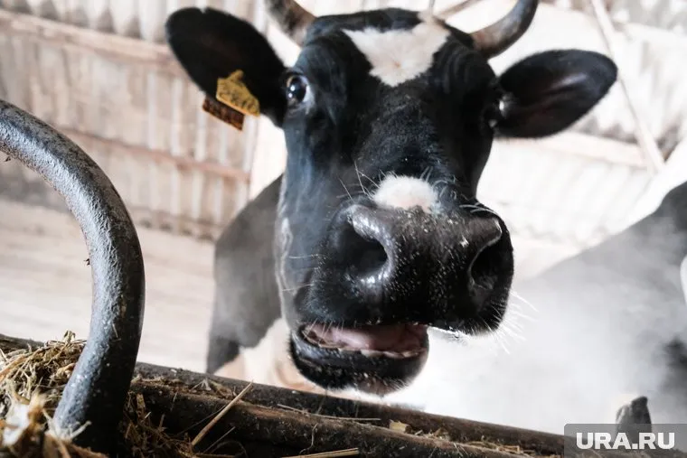 В Великобритании обнаружили опасное заболевание крупного рогатого скота