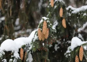Жители ХМАО делятся снимками майского снега