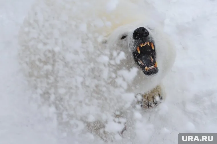Хищников следует вывозить далеко за пределы населенных пунктов архипелага