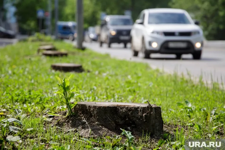 В Кургане вырубят сквер
