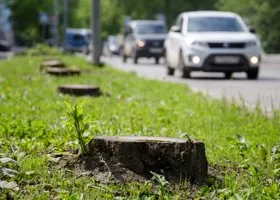 Для создания «Комфортной среды» в Кургане вырубят сотню деревьев
