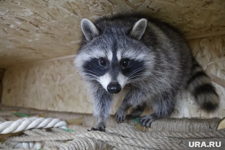 В регионе посмотреть на енотов можно за 300 рублей