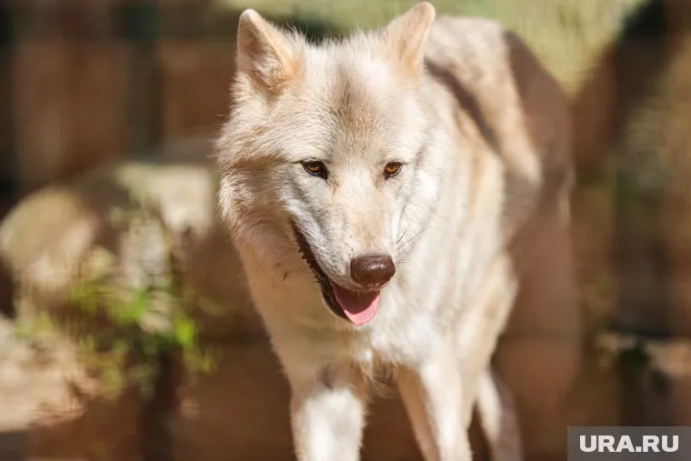 Хищников все чаще видят вблизи домов 