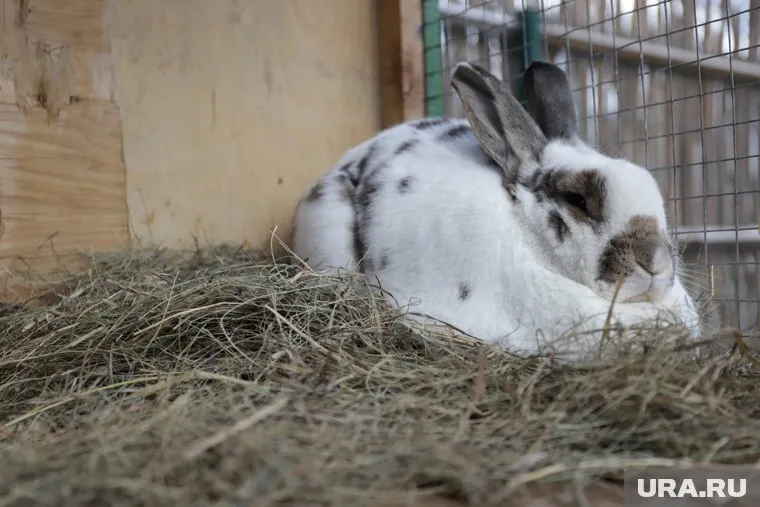 Сейчас кролик весит более восьми килограмм
