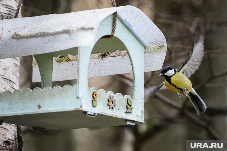 Синицы прилетают в города за едой
