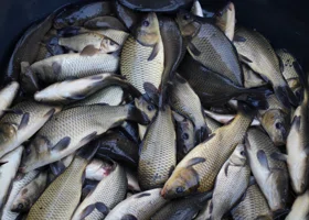 В Курганской области впервые провели зарыбление водоема сазаном в рамках компенсации ущерба