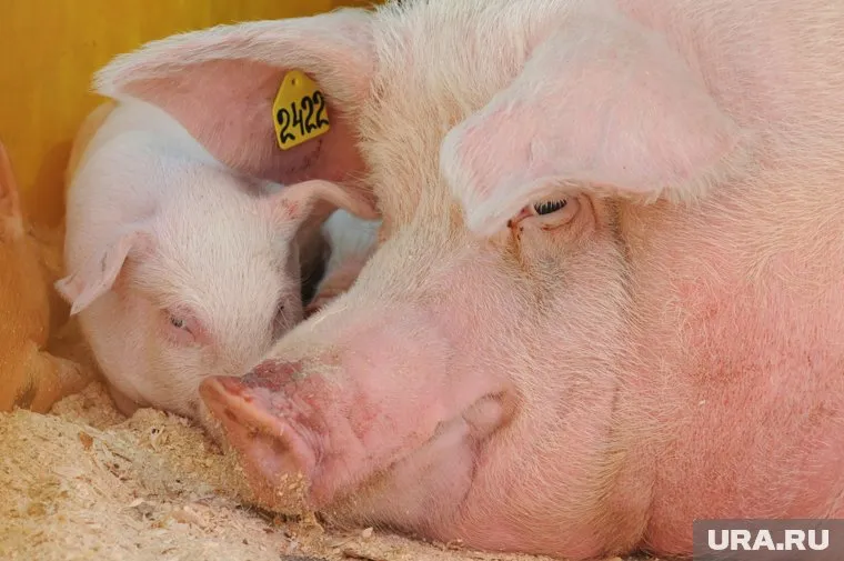 Ограничение распространяется и на свиной жир