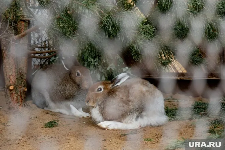 Теперь животные будут содержаться на территории крестьянско-фермерского хозяйства