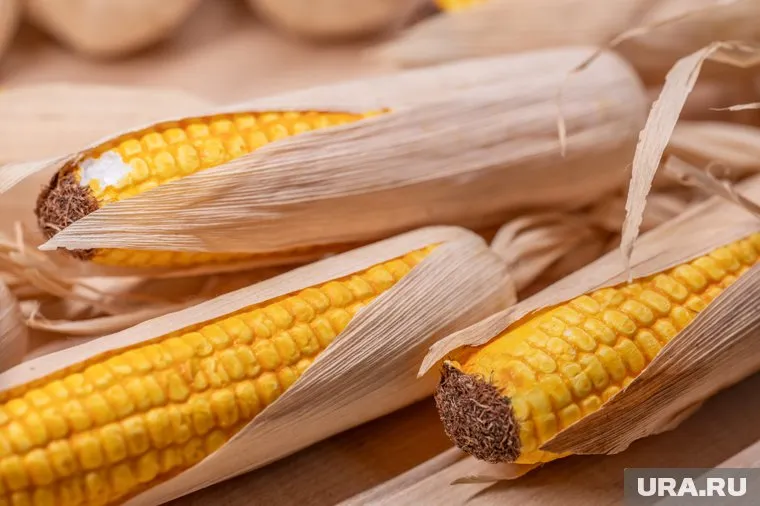 В России могут ввести полный запрет на ввоз гибридных семян подсолнечника и кукурузы