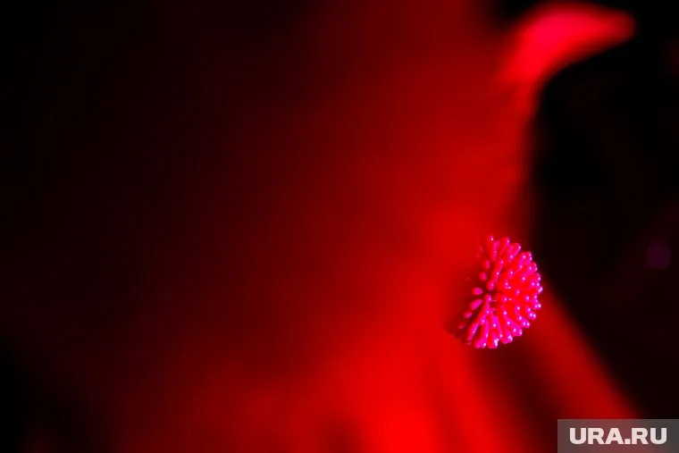 Вспышки коронавируса будут возникать до появления вакцины