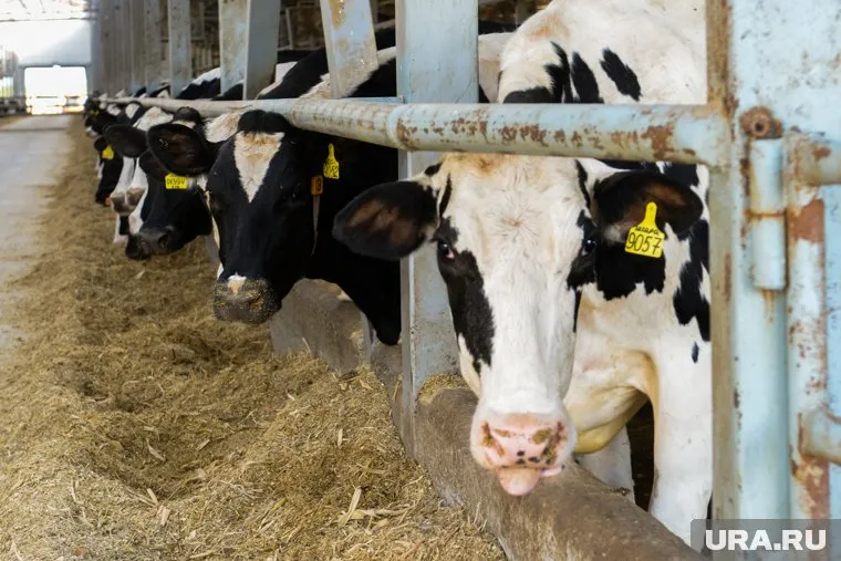 Молочное стадо производитель молока подверг риску заразиться (архивное фото)