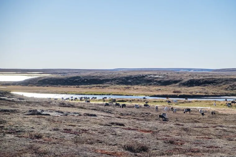 Ямальский район, Яр-Сале, оленеводы