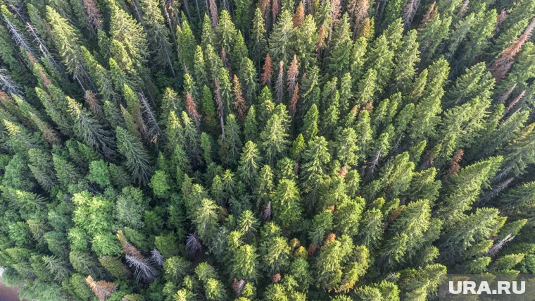 Карантин ввели на землях в Октябрьском, Кунгурском, Ординском и Кишертском лесничествах