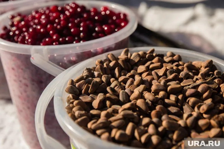 Уральцы уже начали поиски клюквы на болотах