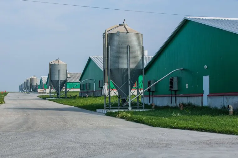 Свинокомплекс Уральский ФОТО Сибирская Аграрная Группа