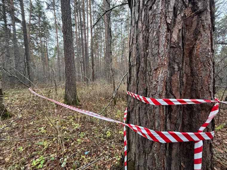 Трагедия произошла в Юго-Западном лесопарке