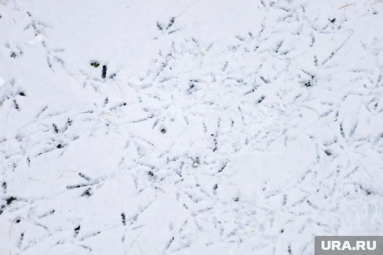 Небольшой снег выпадет на севере Свердловской области