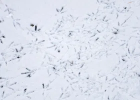 Арктическая воздушная масса принесет снег в Свердловскую область