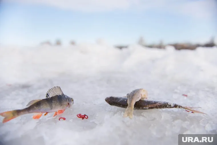 Берите весы на рыбалку - добычу теперь надо считать не мешками, а килограммами