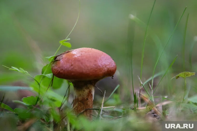 Врач назвала главные плюсы и опасные минусы осенних грибов