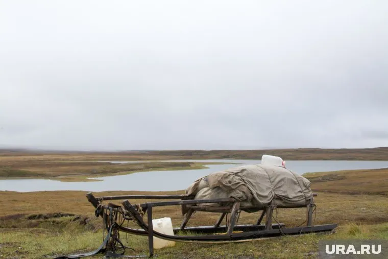 Сотни километров ямальской тундры  — под угрозой заражения