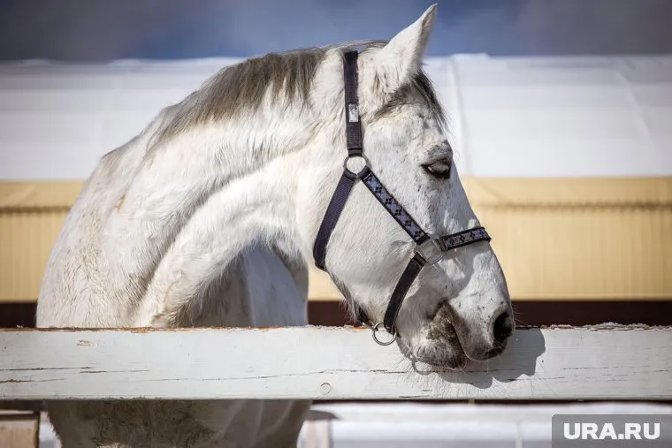 Высота самой большой лошади 2,19 метра (архивное фото)