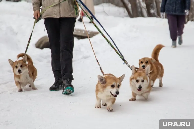 В Челябинске примут на работу няню для щенков корги