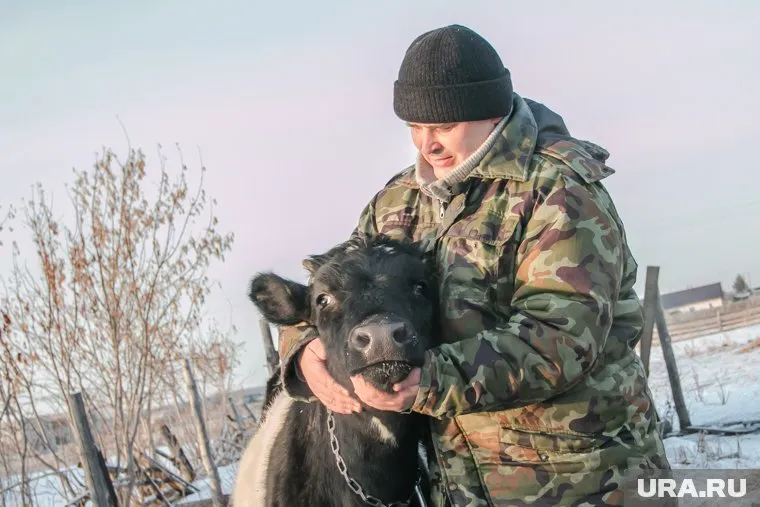 Корову Жданку пришлось пустить под нож ради покупки стройматериалов