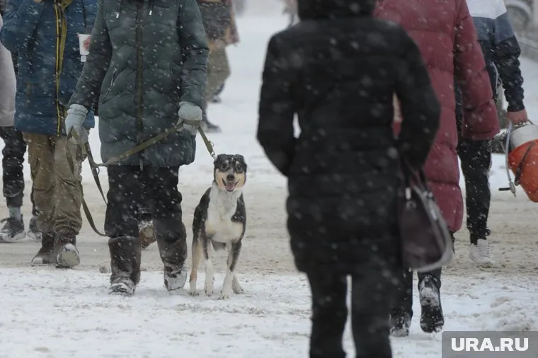 Новые штрафы для владельцев собак приняли депутаты облдумы