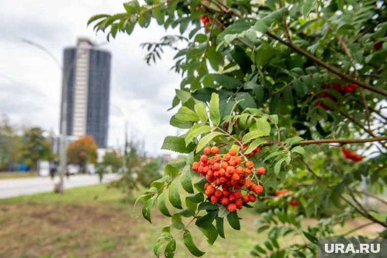 Начало недели в Свердловской области будет сухим и теплым
