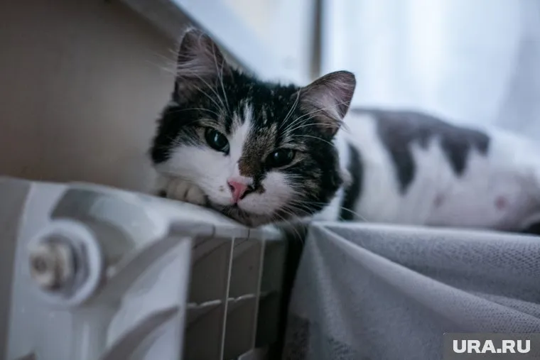 За кота просят 2 млн рублей