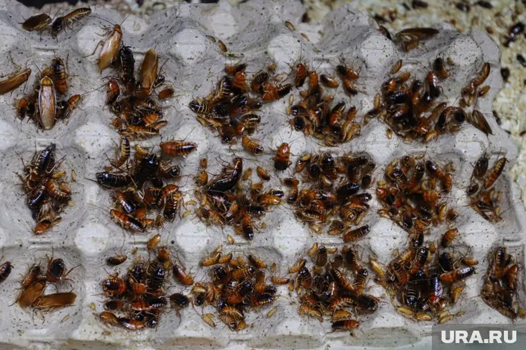 Тюменцы пожаловались на тараканов в ОКБ №2