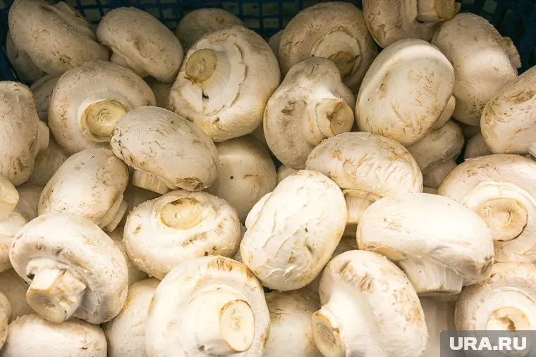 Гриб весит почти 700 граммов