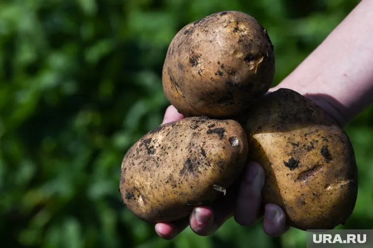 Беларусь традиционно считается одним из ведущих производителей картофеля в регионе