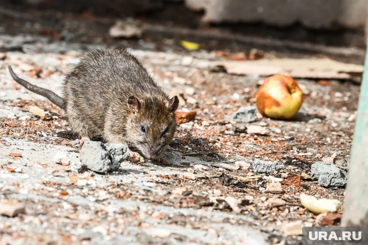 В Нью-Йорке используют специальные контрацептивы для крыс, которые останавливают размножение грызунов