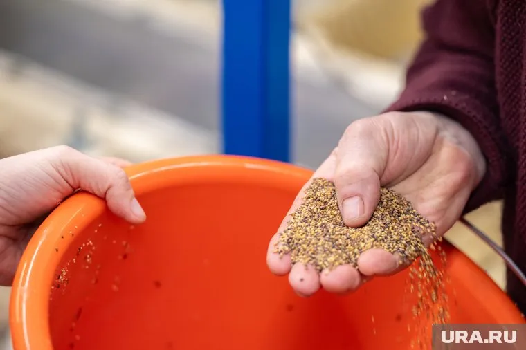 Семена огурцов находились в одной из четырех проконтролированных посылок 