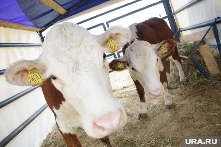 Александр Репин хочет от государства еще 160 миллионов рублей за строительство коровника