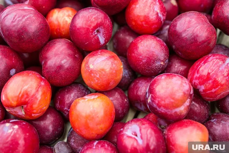Сливу можно выращивать в разных регионах России