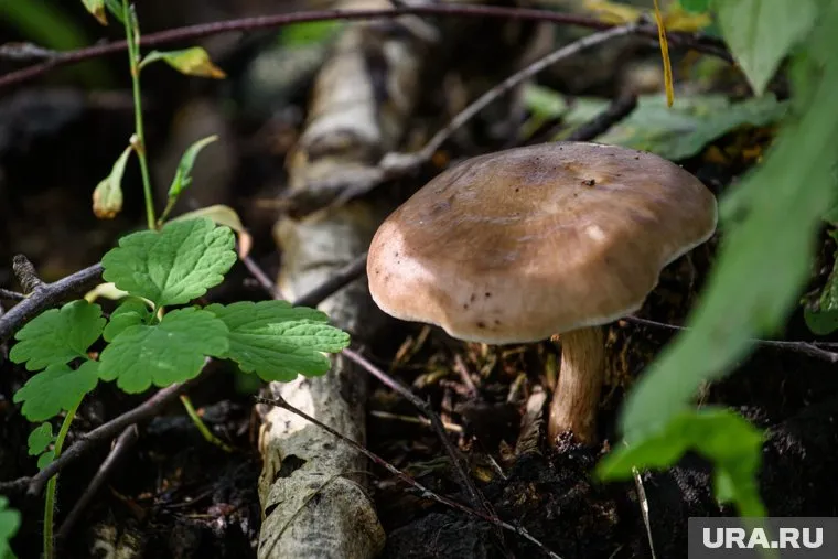Поход за грибами может закончиться трагедией