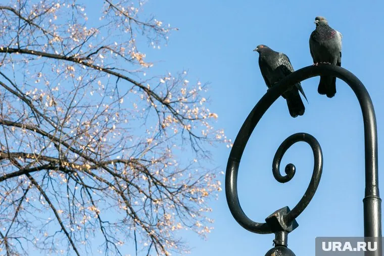 Температура в Тюмени опустится ниже нуля к концу недели