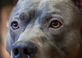 Легенда футбола Том Брэди воскресил питомца с помощью клонирования