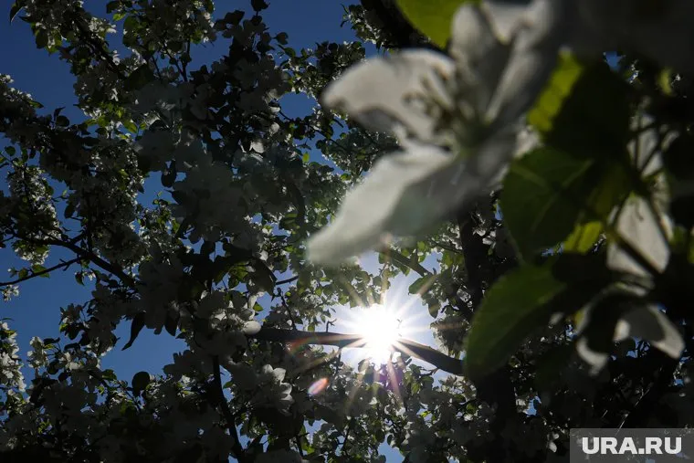 В Москве погода опережает свое климатическое развитие на несколько недель