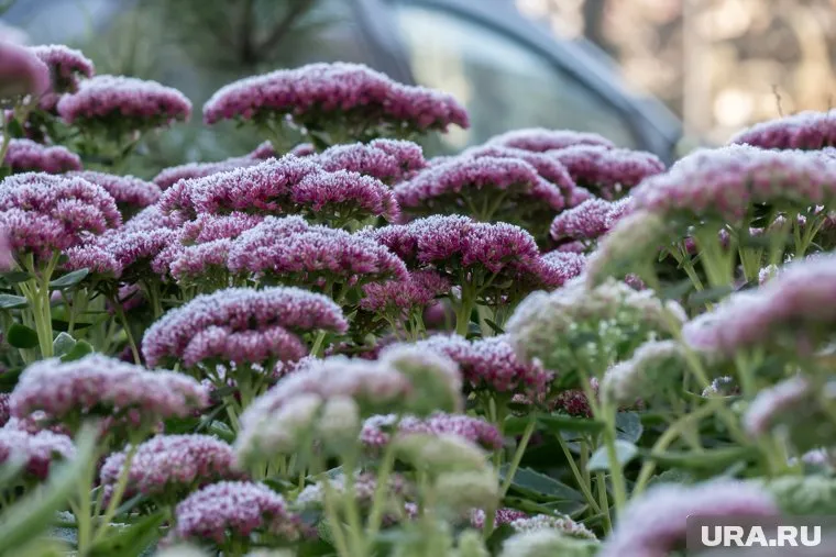 Столбик термометра опустится ниже ноля